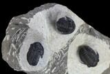 Three Detailed Gerastos Trilobite Fossils - Morocco #119021-12